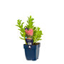 Sedum 'Carl' leverstatus